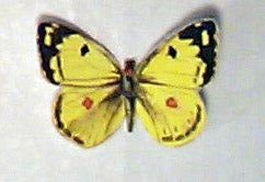 Pale Clouded Butterfly