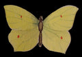 Brimstone Butterfly