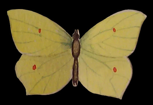 Brimstone Butterfly