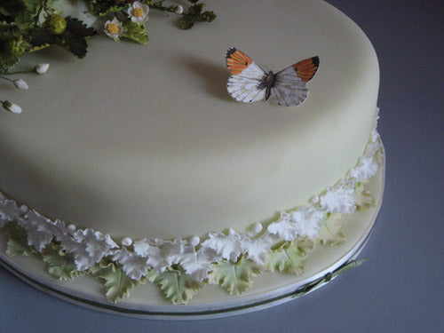 Pale Clouded Butterfly