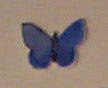 Small Copper Butterfly.