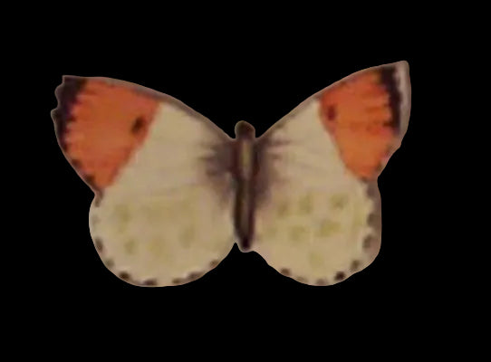 ORANGE TIP BUTTERFLY