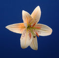 LILY FLOWER SET