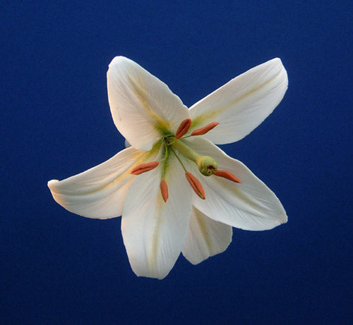 LILY FLOWER SET