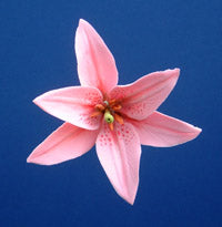 LILY FLOWER SET