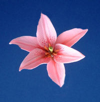 LILY FLOWER SET