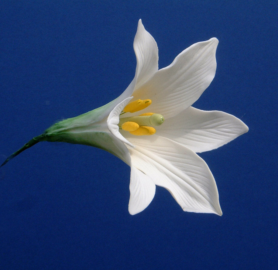LONGIFLORUM LILY SET