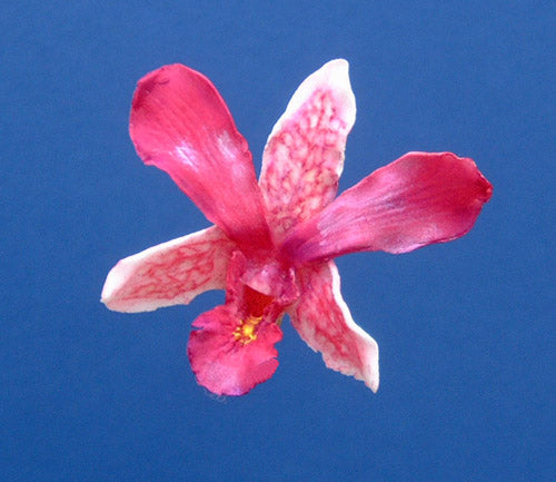 SINGAPORE ORCHID SET