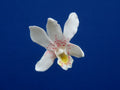 SINGAPORE ORCHID SET