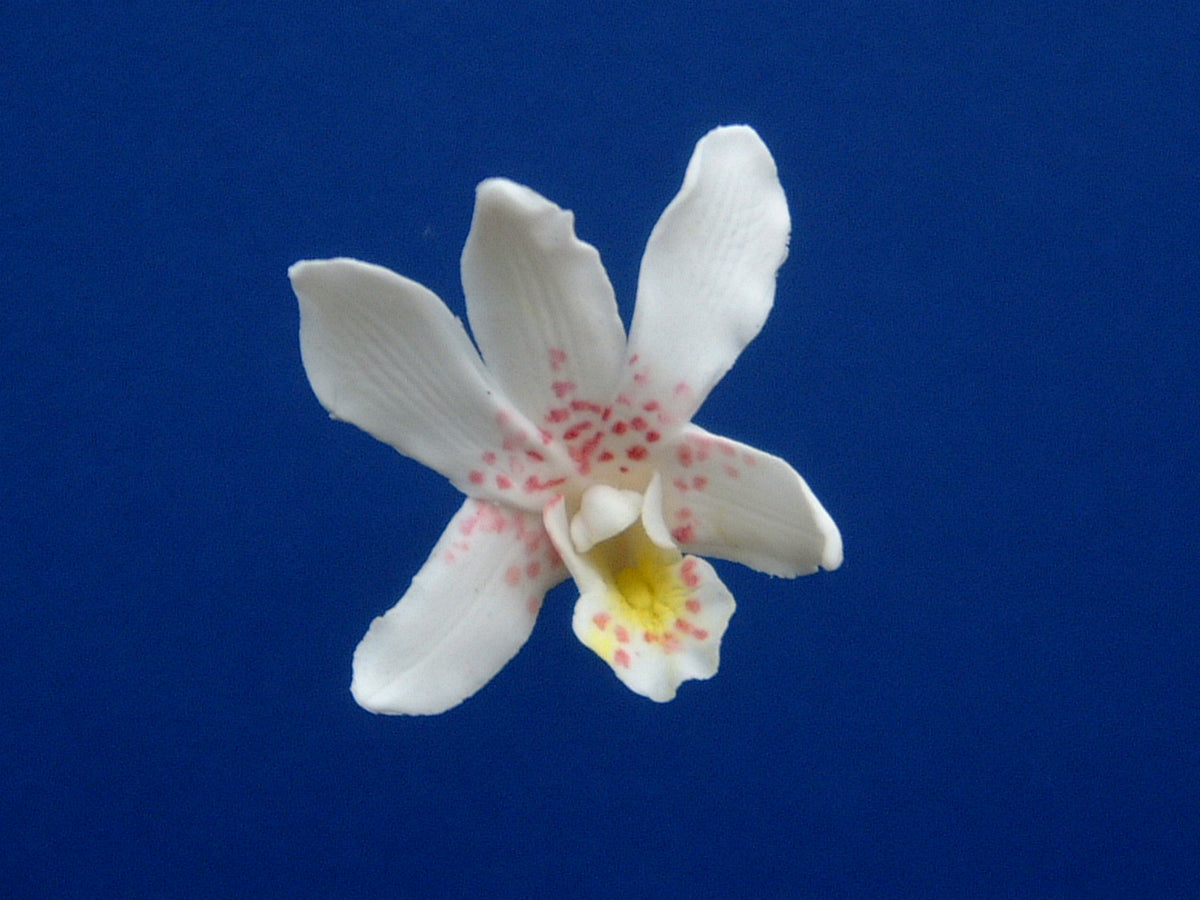 SINGAPORE ORCHID SET