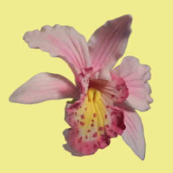 CATTLEYA ORCHID SET. Three sizes - large - medium - small.