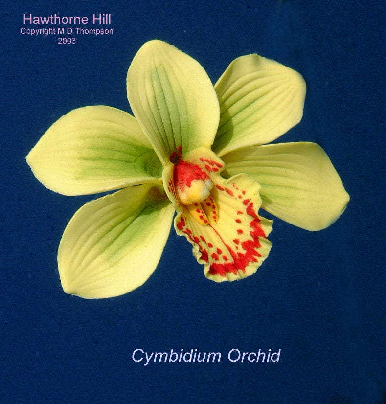 CYMBIDIUM ORCHID SET