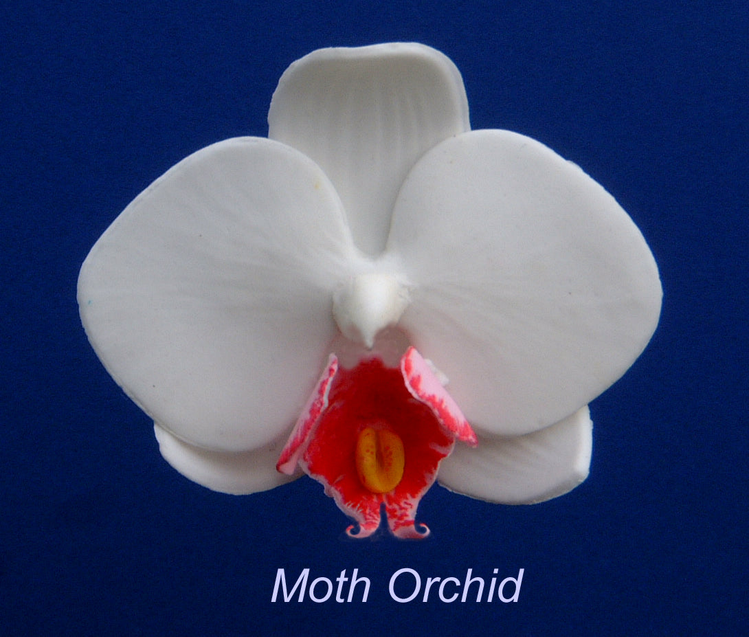 MOTH ORCHID Large Medium & Small